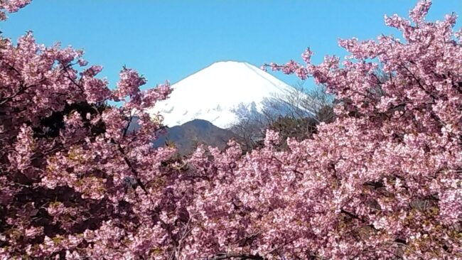 河津桜と菜の花咲く松田山～高松山縦走