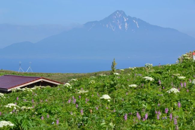 利尻山・礼文島フラワーウォッチング