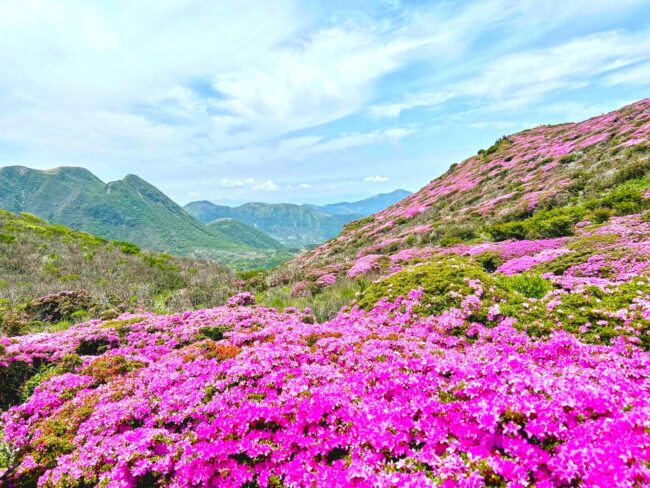 ミヤマキリシマ咲く九重連山縦走