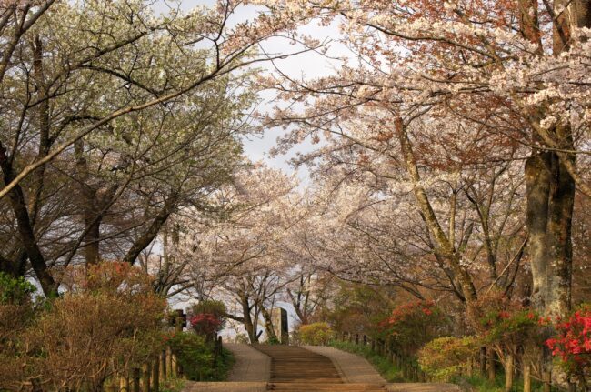 初めての登山 桜の権現山・弘法山プチ縦走