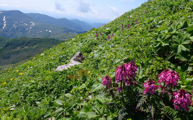 暑寒別岳と前天塩岳～天塩岳